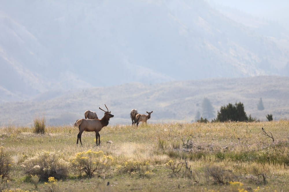 herd of elk